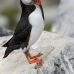 puffin_atlantic_msi_v_1848_can3184.jpg